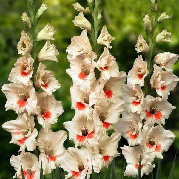 

Гладиолус Ajax Луковицы