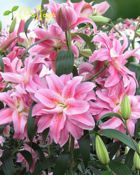 

Лилия Роузлили Фелиция (Roselily Felicia)