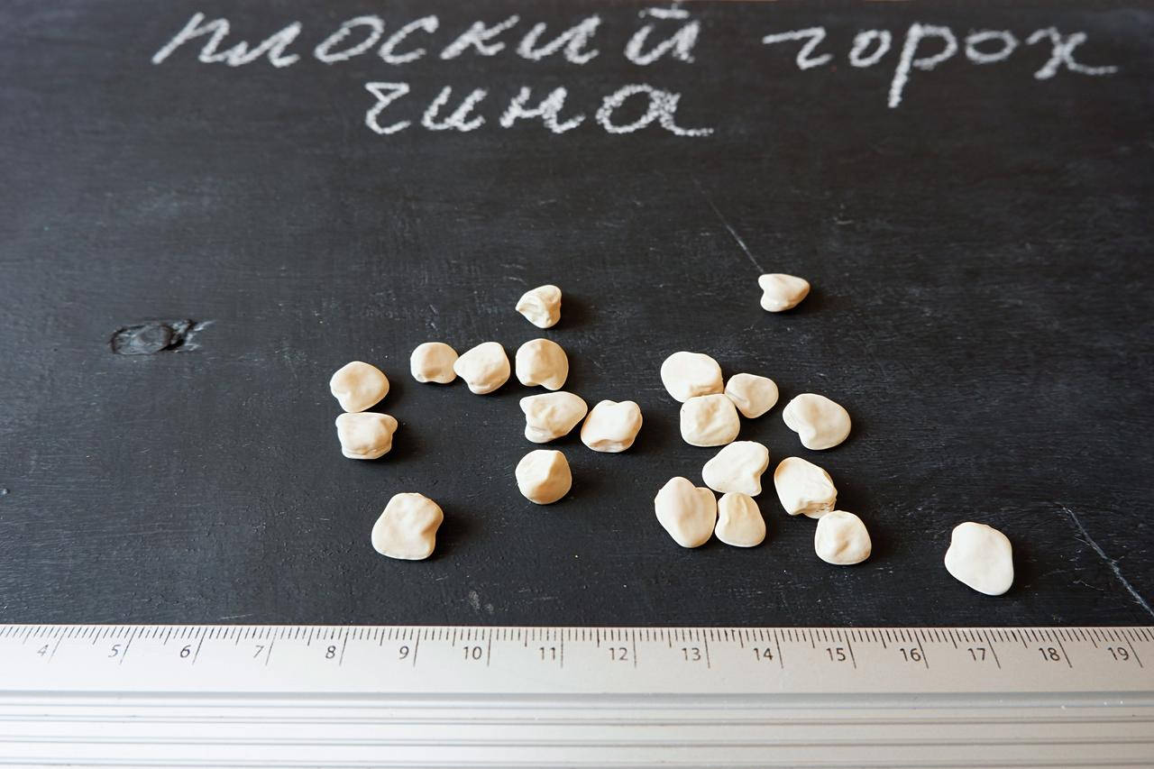 

Чина семена (50 штук) (плоский горох, луговой горошек) чіна насіння