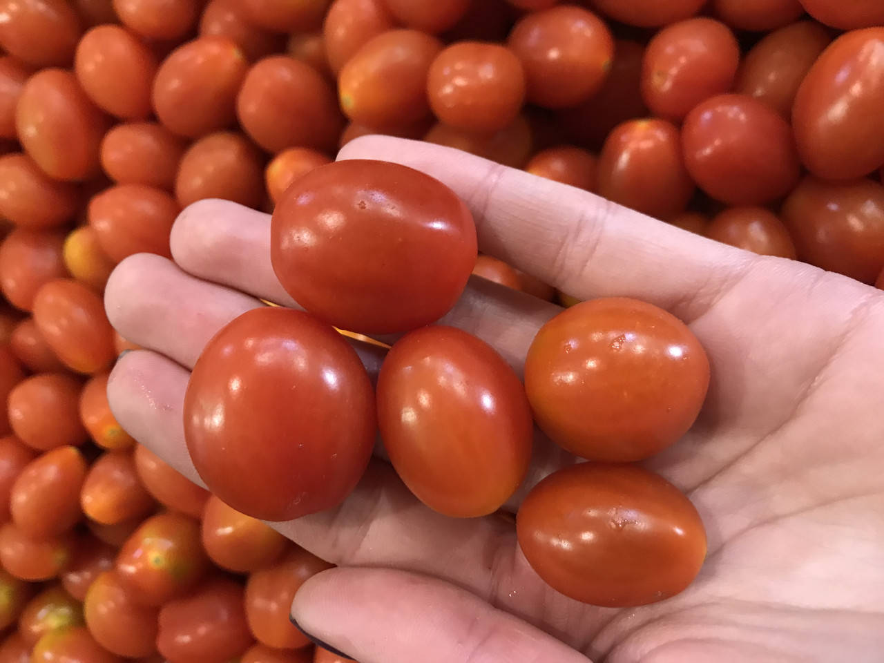 

Помидор черри красный "Кизил"