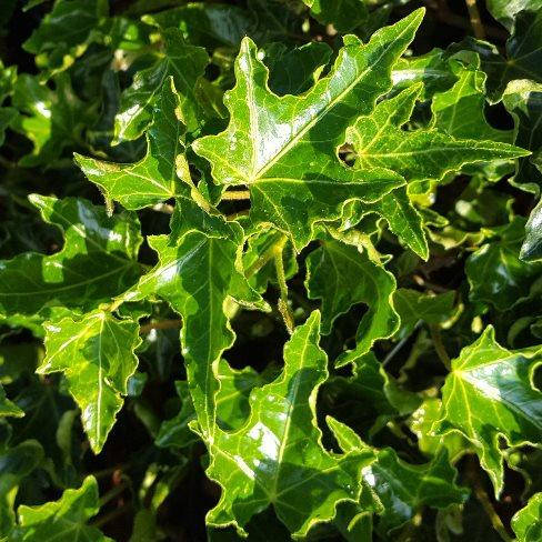 

Плющ Ивалейс, Hedera helix Ivalace