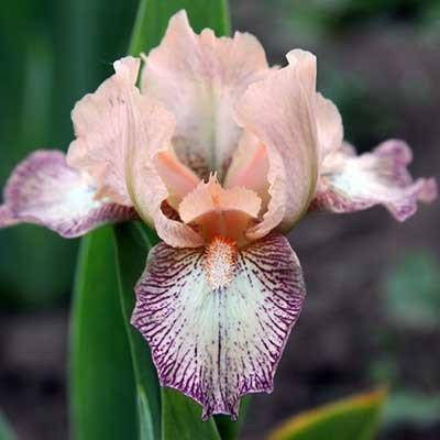 

Ирис Fairy Lore (корневища)