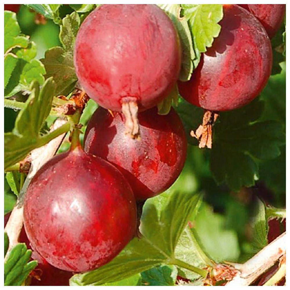 

Крыжовник Колобок