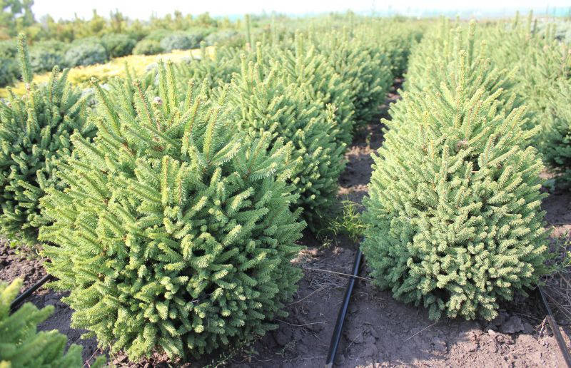 

Ель обыкновенная Компакта С2 ( picea abies compacta )