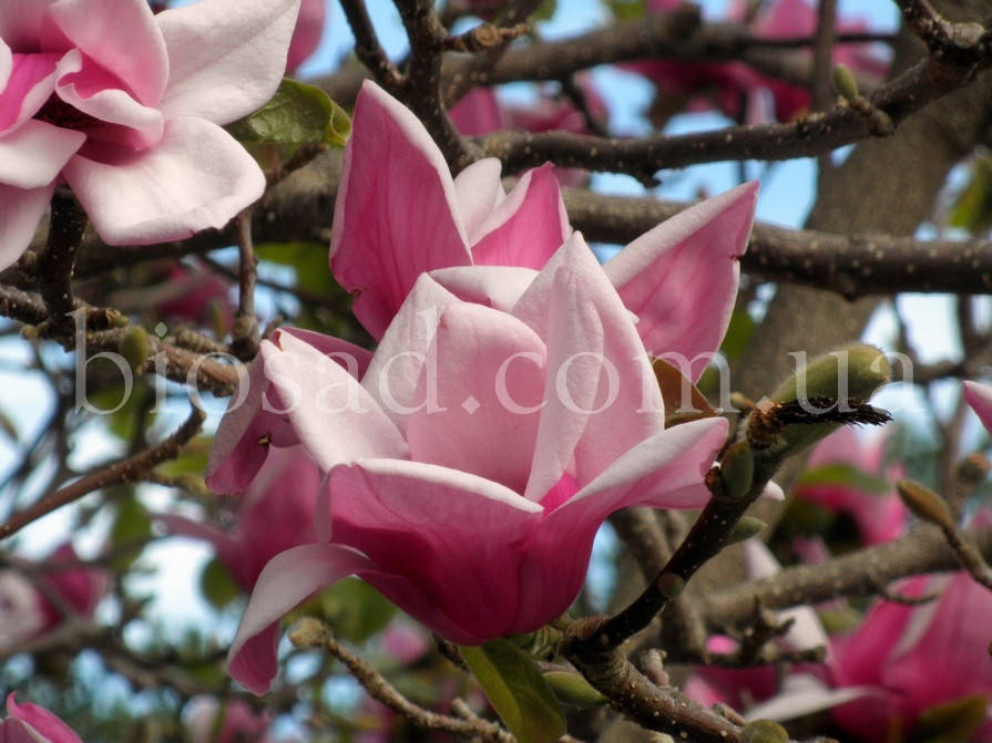 

Магнолия Суланжа (Magnolia Soulangeana)