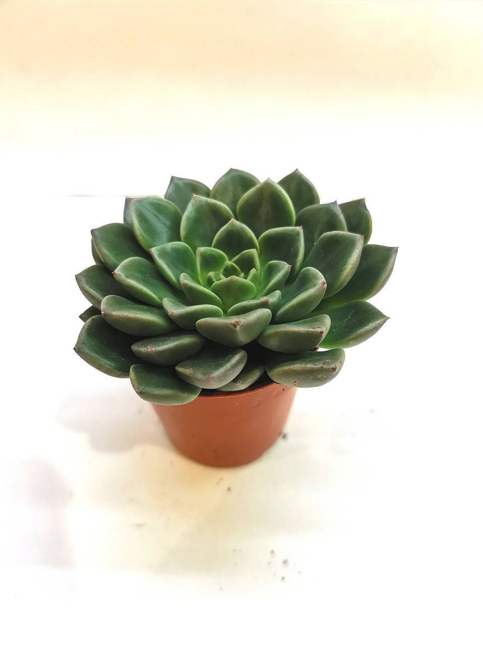

Граптопеталум Graptopetalum vega Суккулент Комнатное растение