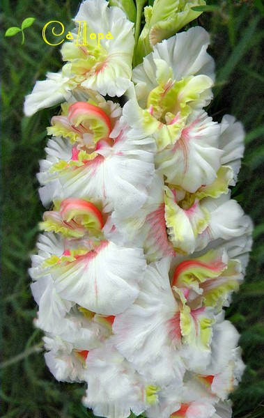 

Гладиолус Снегири, Розовый