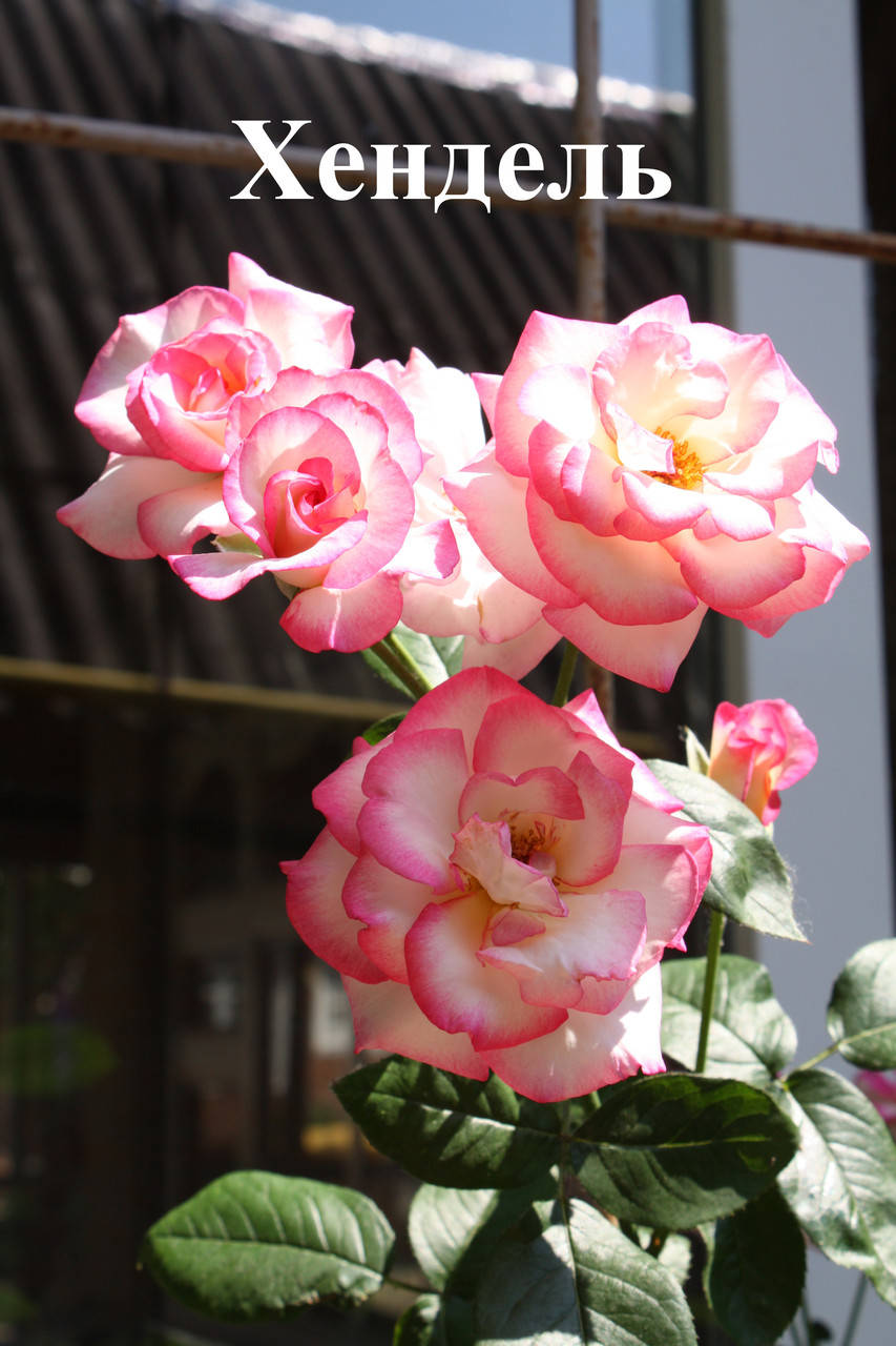 

Роза плетистая Хэндэль (Handel)