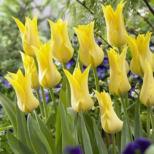 

Тюльпан Ballade Gold (луковицы) 3 шт