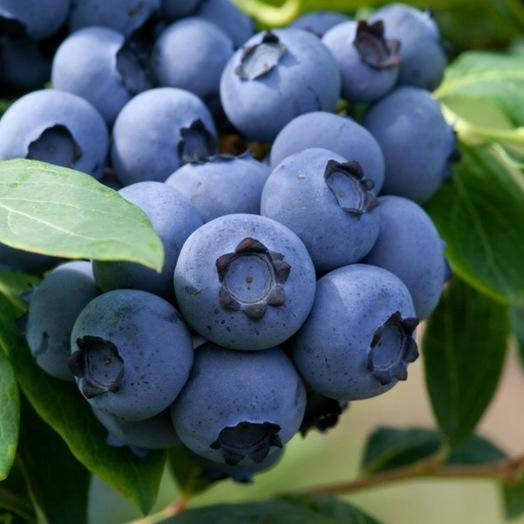 

Голубика крупноплодная Чандлер, Vaccinium corymbosum Chandler
