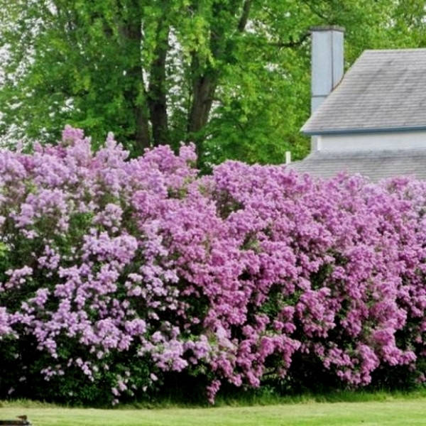 

Сирень обыкновенная (саженцы)