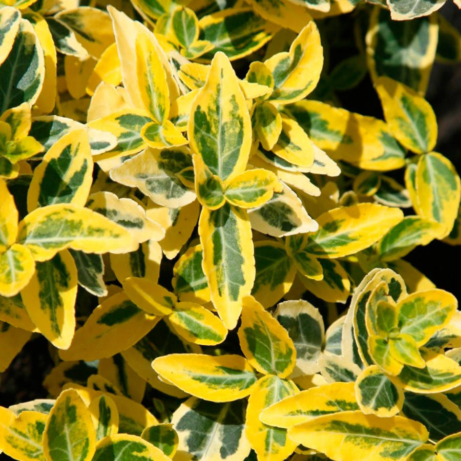 

Бересклет Форчуна Эмеральд голд, Euonymus fortunei Emerald Gold
