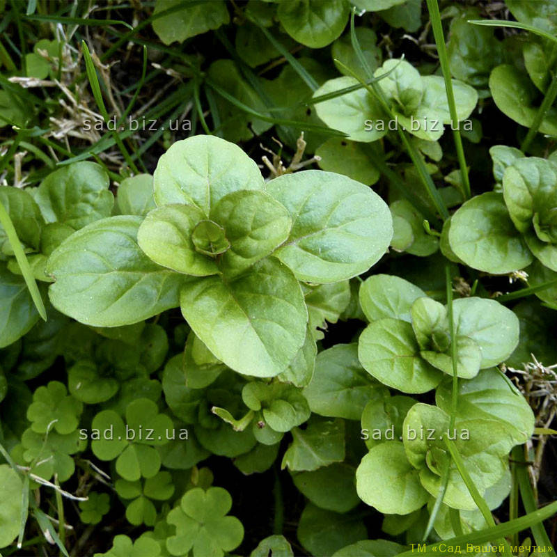 

Мята бергамотная. Контейнер 2 л