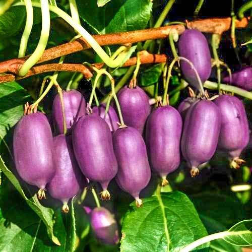 

"Кенс ред"Саженцы актинидии в контейнерах