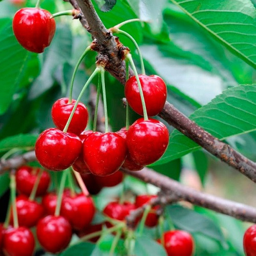 Черешня Травнева (рання), фото 1