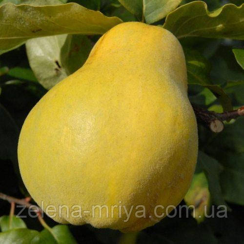 Айва грушоподібна "Великоплідна", фото 1