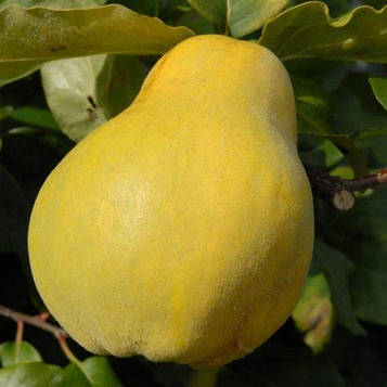 Айва грушоподібна "Великоплідна"