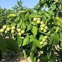 Саженцы грецкого ореха. Сорт Гигант. Однолетка