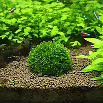 Декорация, AQUAXER Moss Ball for aquascape., фото 5