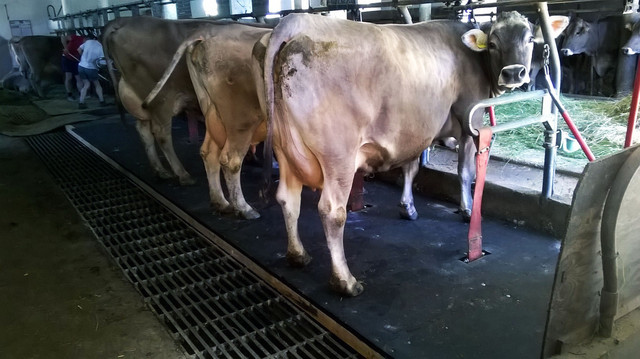 Резиновый мат для коровников Animattress III