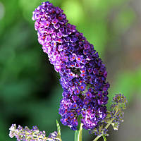 Буддлея Давида Баттерфляй Тауер/Buddleja dav. 'Butterfly Tower'®magenta