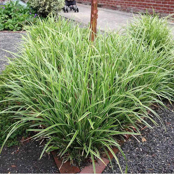 Осока Морроу/Carex morrowii С3/Н10-20