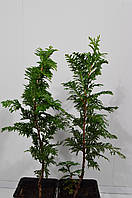 Туя западная Спиралис (Thuja occidentalis Spiralis) 30-35 см