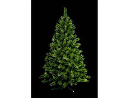 Сосна декоративна