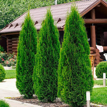 Саджанці туї