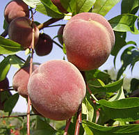 Саженцы персика «Днепровский ранний», высота 1,5-1,7.