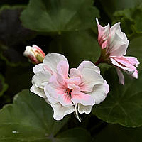 Пеларгония Шелк Аврора укорененный черенок Pelargonium Shjolk Avrora