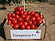 Насіння Томата Солероссо F1 1000 насіння Nunhems (Нумен), фото 4