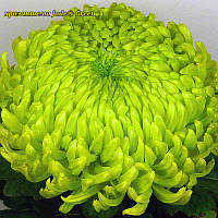 Хризантема Jade® Green (Джейд® Зелений) одноголова, великобарвне маточник