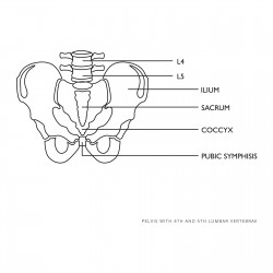 Анатомическая модель мужского таза с поясничными позвонками в масштабе 1:1 - фото 3 - id-p1991960627
