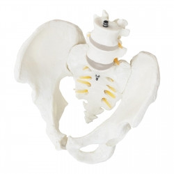 Анатомическая модель мужского таза с поясничными позвонками в масштабе 1:1 - фото 6 - id-p1991960627