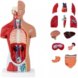 Анатомическая 3D модель человеческого тела 26 см - фото 1 - id-p1992057295