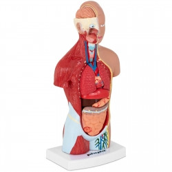 Анатомическая 3D модель человеческого тела 26 см - фото 2 - id-p1992057295
