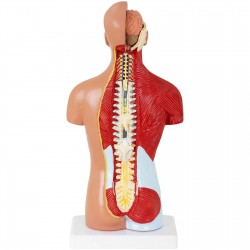 Анатомическая 3D модель человеческого тела 26 см - фото 3 - id-p1992057295