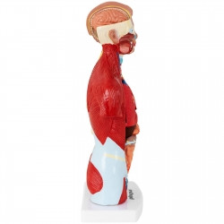 Анатомическая 3D модель человеческого тела 26 см - фото 5 - id-p1992057295
