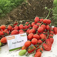 Семена томат черри Люси Плюс F1, 250 семян
