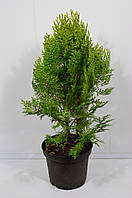 Туя Ауреа Нана (Thuja orientalis Aurea Nana) 40-45см