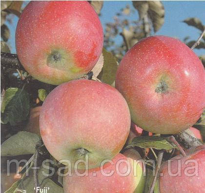 Яблуня "Фуджі Кіку 8"2 літня, зимова, великоплідна, солодка, фото 2