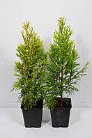 Туя західна Янтар (Thuja occidentalis Jantar) 40 см