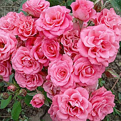 Штамбова троянда сорт Спрей рожева