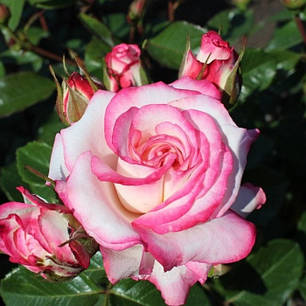 Штамбова троянда сорт Аріфа, фото 2