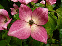 Дерен коуза Сатомі Компакт/Cornus kousa 'Satomi Compact'