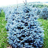 Саджанці Ялини блакитної Маджестік Блю 3-річний (Picea pungens Glauca Majestic Blue), фото 2