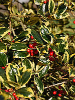 Падуб "Golden King". Ilex altaclerensis "Golden King".