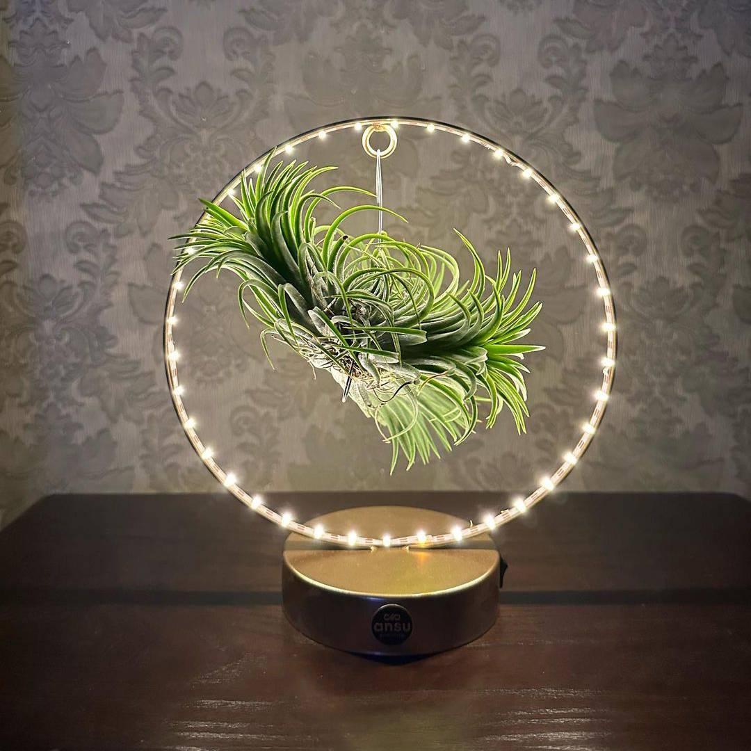 Кімнатна рослина Тіландсія на підставці з LED підсвіткою у 2 кольорах