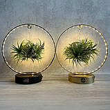 Кімнатна рослина Тіландсія на підставці з LED підсвіткою у 2 кольорах, фото 2